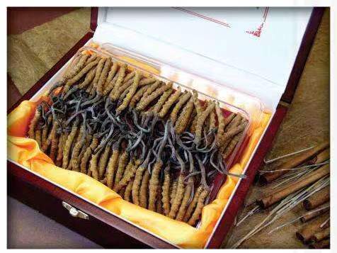 南皮冬虫夏草回收